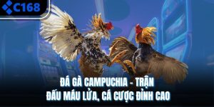 Đá Gà Campuchia – Trận Đấu Máu Lửa, Cá Cược Đỉnh Cao